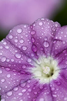 Droplets Gallery: Close-up of Mallow-leaved bindweed (Convolvulus althaeoides) flower covered in raindrops