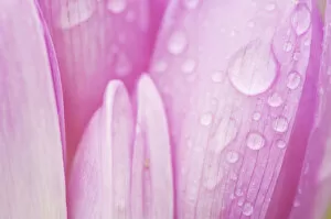 Close-up of Meadow saffron crocus (Colchicum autumnale) petals covered in water droplets