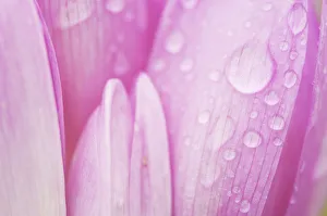 Liliaceae Prints: Close-up of Meadow saffron crocus (Colchicum autumnale) petals covered in water droplets