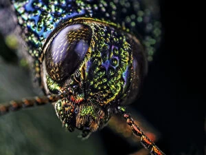 Close-up of a Metallic jewel beetle (Buspretidae) in Aiuruoca, Minas Gerais, Brazil