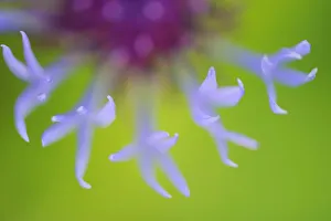 Close-up of Mountain cornflower (Centaurea montana) flower, Sleneset, Norway, June 2008 WWE BOOK