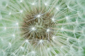 Close Ups Prints: Close-up of a Mountain hawkbit (Leontodon montanus) seed head