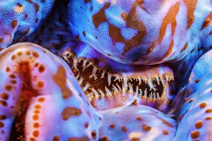 Tentacle Prints: Close-up of mouth of Boring giant clam (Tridacna crocea)