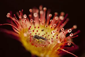 Images Dated 1st September 2011: Close-up of of a Sundew (Drosera rotundifolia), with secretions of mucilage and a captured insect