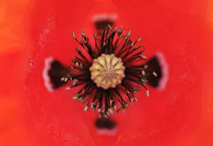 Close-up of Poppy flower stamens and stigma, La Serena, Extremadura, Spain, April 2009