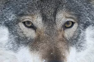 Images Dated 4th February 2013: Close-up portrait of a European grey wolf (Canis lupus), captive, Norway, February