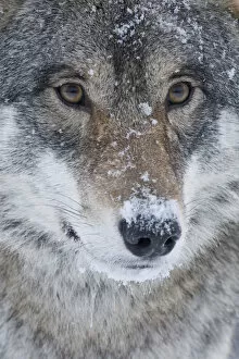 Images Dated 4th February 2013: Close-up portrait of a European grey wolf (Canis lupus), captive, Norway, February