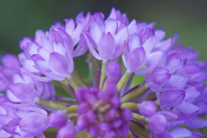 Florian M Llers Prints: Close-up of Pyramidal orchid (Anacamptis pyramidalis) flower