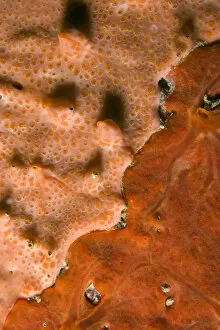 Images Dated 24th July 2009: Close-up of rock covered with encrusting sponge (Spirastrella cunctatrix) and (Phorbas
