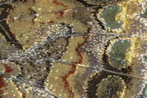 Close-up of scales on underside of Red admiral butterfly wing (Vanessa atalanta)