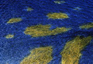 Part Of Prints: Close-up of scales of the Yellowbar Angelfish (Pomacanthus maculosus). Red Sea, Egypt