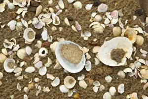 Close-up of shells on tide line. Sandyhills Bay, Solway Firth, Dumfries and Galloway