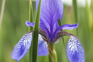 Images Dated 2nd June 2009: Close-up of Siberian iris (Iris sibirica) flower, Eastern Slovakia, Europe, June 2009