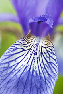 Images Dated 2nd June 2009: Close-up of Siberian iris (Iris sibirica) petal, Eastern Slovakia, Europe, June 2009