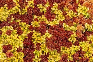 Images Dated 2nd July 2011: Close-up of Sphagnum moss (Sphagnum sp) Flow Country, Sutherland, Highlands, Scotland