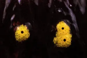 Close-up of spots on skin of Fire salamander (Salamandra salamandra), Aveto Regional Park, Italy