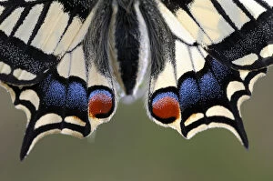Images Dated 15th May 2009: Close-up of Swallowtail (Papilo machaon) wings, Emilia Romagna Region, Italy
