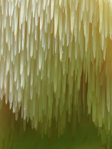 February 2023 Highlights Gallery: Close-up of Tiered tooth fungus (Hericium cirrhatum), impressive and rare fungi