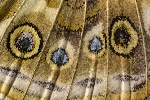 Images Dated 5th September 2009: Close-up of underside of wing of Painted lady butterfly (Vanessa cardui) showing detail of scales