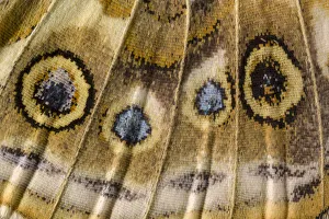 Papilio Cardui Prints: Close-up of underside of wing of Painted lady butterfly (Vanessa cardui) showing detail of scales