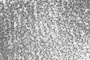Gadiformes Prints: Close-up view of egg mass of Giant cusk-eel (Spectrunculus grandis) floating at the ocean surface