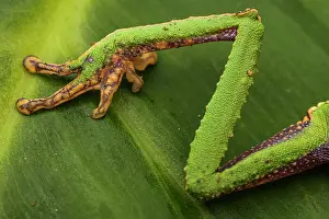 Spike Prints: Close-up of White-lined leaf frog (Phyllomedusa vaillanti) leg