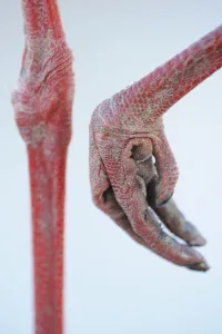 Images Dated 31st March 2009: Close-up of White stork (Ciconia ciconia) foot, La Serena, Extremadura, Spain, March 2009