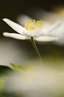 Images Dated 2nd April 2009: Close-up of Wood anemone (Anemone nemorosa) flower, Devon, UK. April