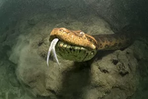 Close view of a Green anaconda, (Eunectes murinus) underwater, Formoso River, Bonito