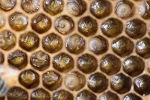 Honeybee Gallery: Close up view of Honey Bee comb showing larvae in cells Norfolk, England, June 2017