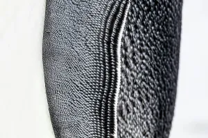 Images Dated 18th November 2016: Close up of the wing of an Emperor penguin (Aptenodytes forsteri), Gould Bay, Weddell Sea