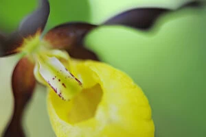Close up of Yellow ladys slipper orchid {Cypripedium calceolus} Sweden