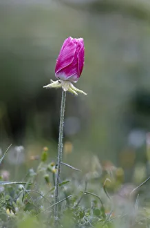 Peter Lilja Prints: A closed pink Turban buttercup (Ranunculus asiaticus) flower, Hisarky, Northern Cyprus