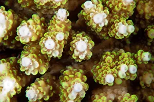 Maldive Islands Prints: Closeup of Purple tipped acropora coral (Acropora tenuis), Maldives, Indian Ocean