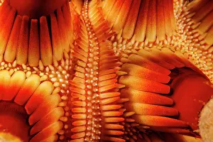 Spike Prints: Closeup of skin of Rough-spined urchin (Chondrocidaris gigantea)