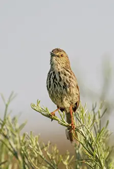 Spotted Prints: Cloud cisticola (Cisticola textrix) male