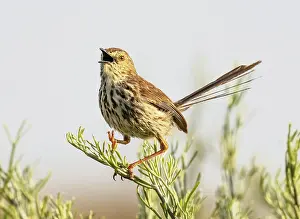Spotted Prints: Cloud cisticola (Cisticola textrix) male