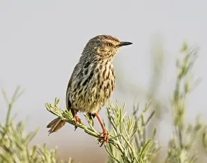 Spotted Prints: Cloud cisticola (Cisticola textrix) male