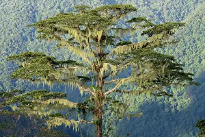Tree Canopies Prints: Cloud forest bathed in sunlight, Arfak Mountains, West Papua. September, 2023