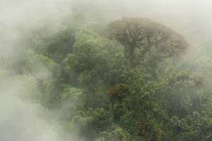 Cloud forest scene in the Monteverde Cloud Forest Reserve, Costa Rica, February 2015