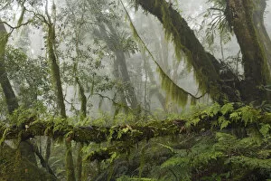 Cloud forest in the Yushan National Park, Taiwan