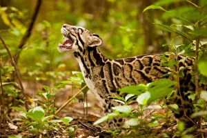 Clouded leopard (Neofelis nebulosa) in profile with mouth open, Assam, India, captive