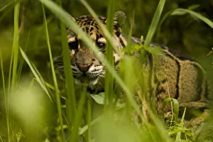 Alert Gallery: Clouded leopard (Neofelis nebulosa) Guwahati, Assam, India, captive