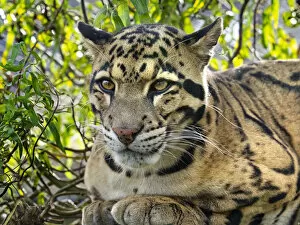 2020 May Highlights Gallery: Clouded leopard (Neofelis nebulosa) portrait, captive, occurs in the Himalayas