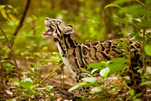 Himalaya Prints: Clouded leopard (Neofelis nebulosa) in profile with mouth open, Assam, India, captive