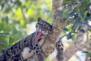 Vulnerable Collection: Clouded leopard (Neofelis nebulosa) resting in tree, Tripura state, India. Captive