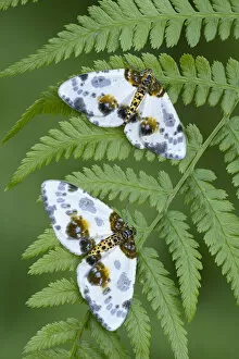 Two Clouded magpie moth (Abraxas sylvata) resting on a fern frond, Gosford Forest Park, County Armagh, Northern Ireland