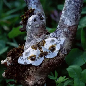 Images Dated 14th June 2010: Clouded magpie moth (Abraxas sylvata) resting, camouflaged on branch, Lackan Bog