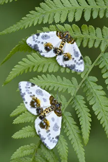 Two Clouded magpie moth (Abraxas sylvata) resting on a fern frond, Gosford Forest Park, County Armagh, Northern Ireland. June