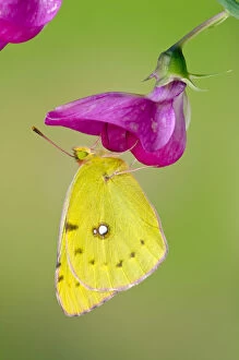 Clouded yellow butterfly (Colias crocea) On Wild sweet pea flower, Captive, UK, July